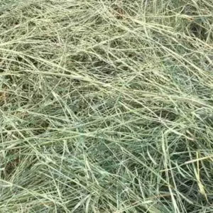 Bermuda Hay
