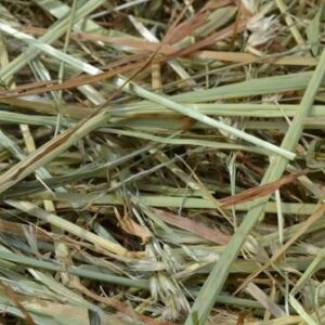 Meadow Hay