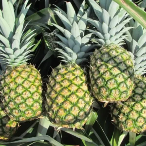 Pineapple MD 2