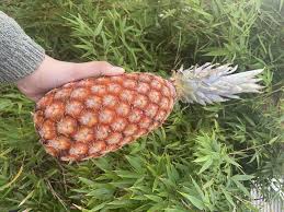 Pineapple Sugar loaf