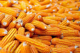 Yellow corn
