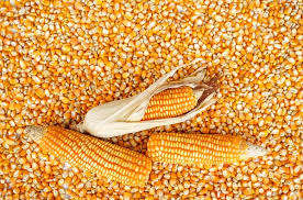 Yellow Corn for Animal consumption